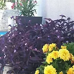 Ela Apartament